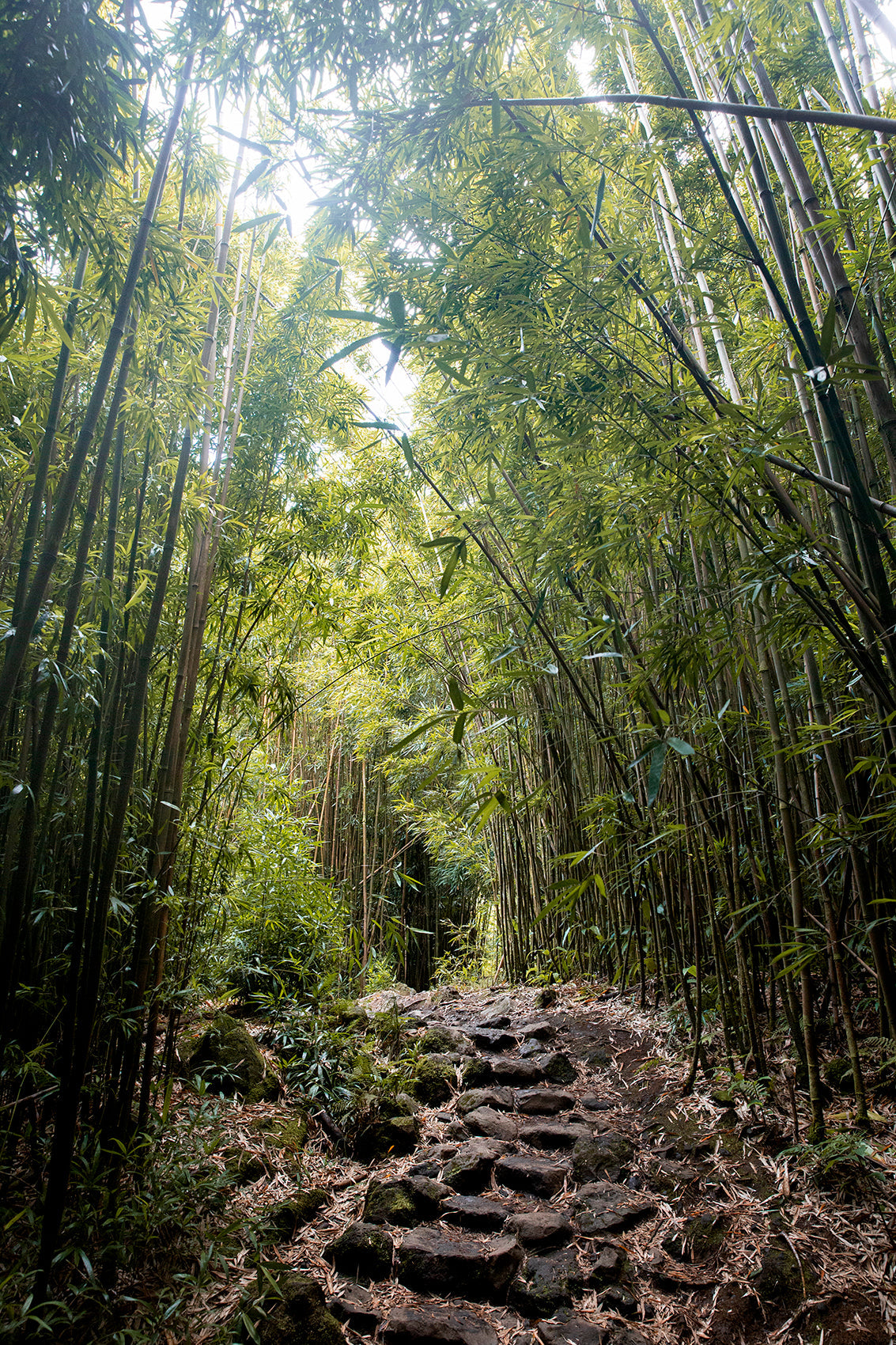 The History of Bamboo: From Ancient Roots to Modern Craftsmanship